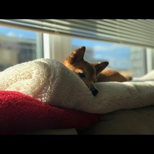 Meet your Posher, Anthony